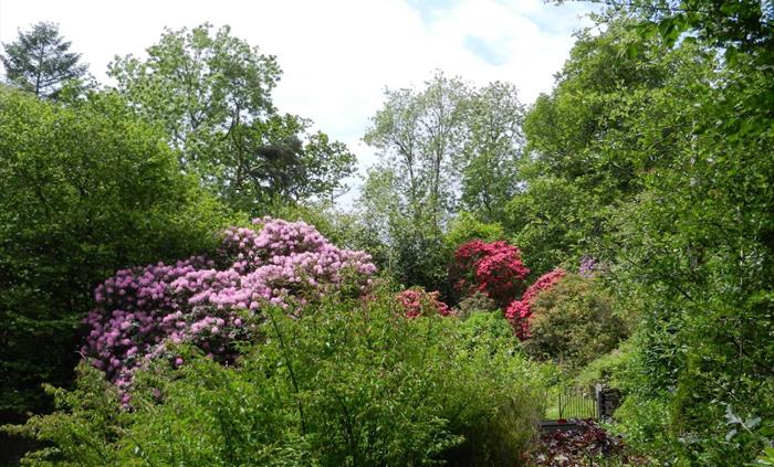 Rhododendrons and woodland round Yr Hen Stablau